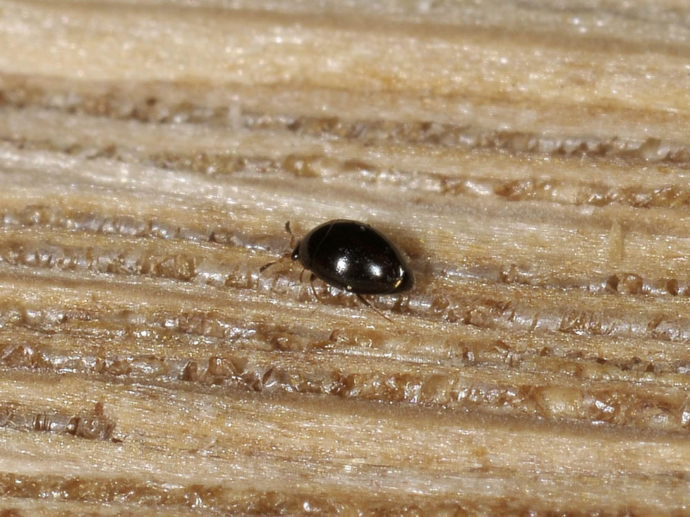 Orthoperus? (Corylophidae)